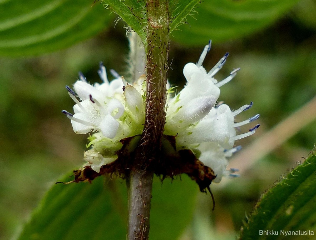 Hedyotis ceylanica N.Wikstr. & Neupane